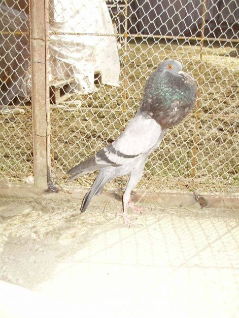 bb39.jpg