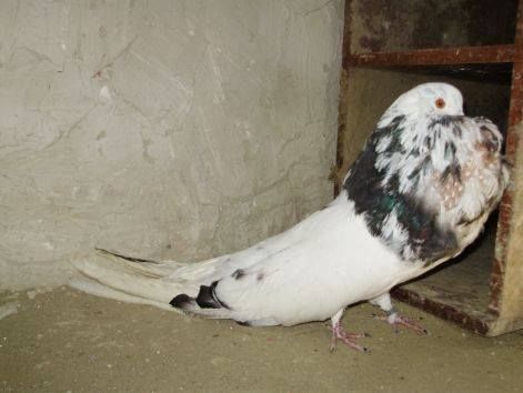 mb40.jpg