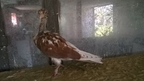 rk2017.17.jpg