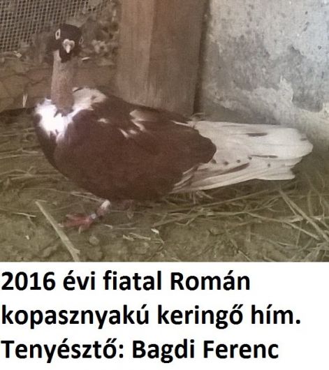 rk3.jpg