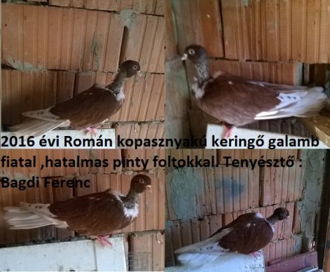 rk5.jpg