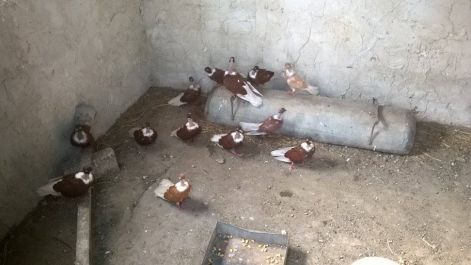 rk53.jpg