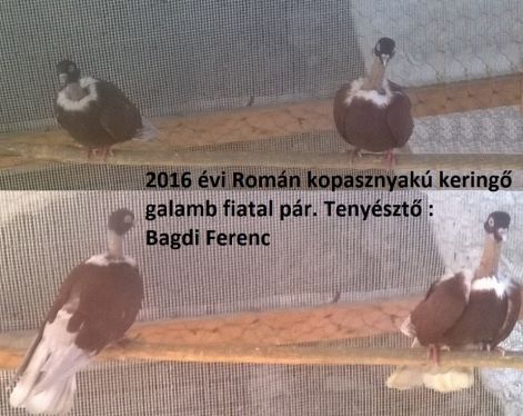 rk6.jpg