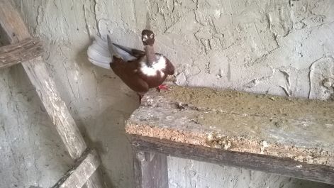 wp_20160601_072.jpg